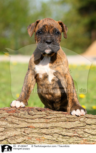 mongrel puppy / IF-08947