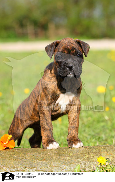 mongrel puppy / IF-08949