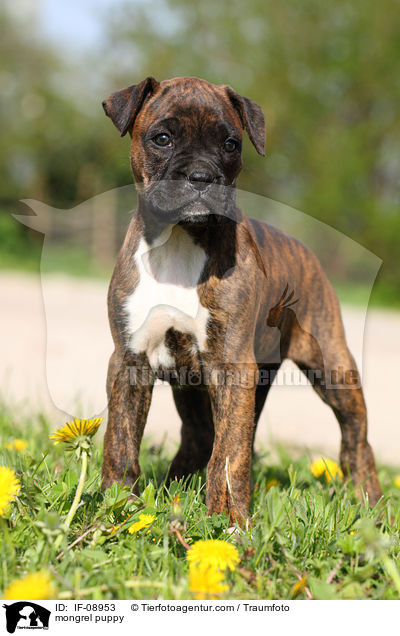 mongrel puppy / IF-08953