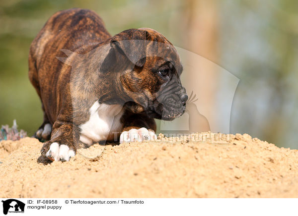 mongrel puppy / IF-08958