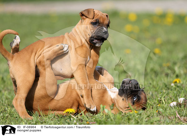 mongrel puppies / IF-08964