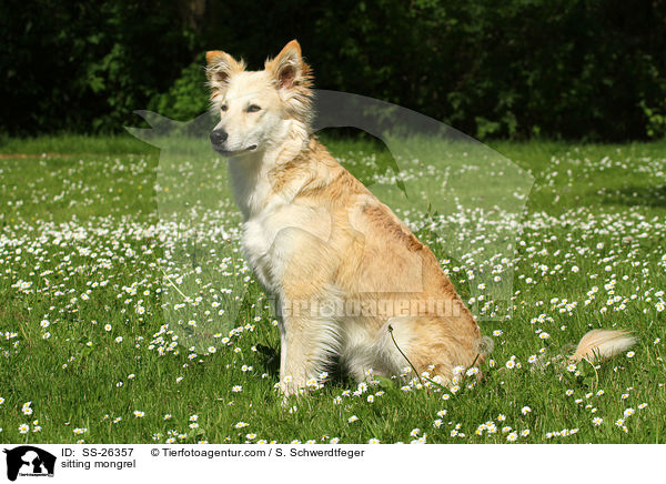 sitzender Laika-Mix / sitting mongrel / SS-26357