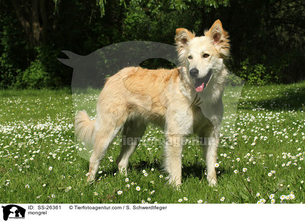 Laika-Mix / mongrel / SS-26361
