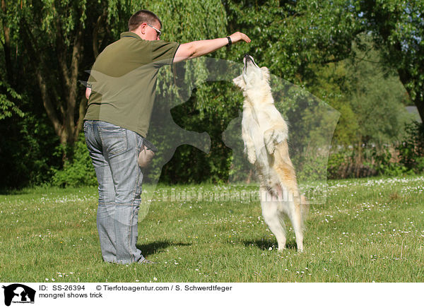 Laika-Mix macht Mnnchen / mongrel shows trick / SS-26394