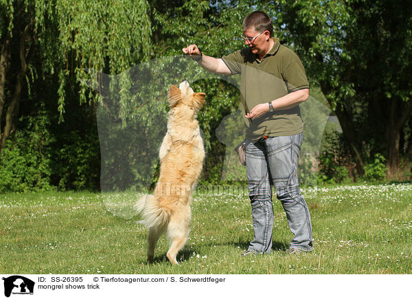 Laika-Mix macht Mnnchen / mongrel shows trick / SS-26395
