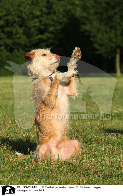 mongrel shows trick / SS-26442