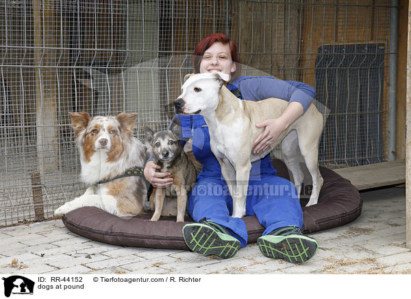 dogs at pound / RR-44152