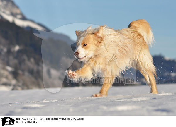running mongrel / AG-01010