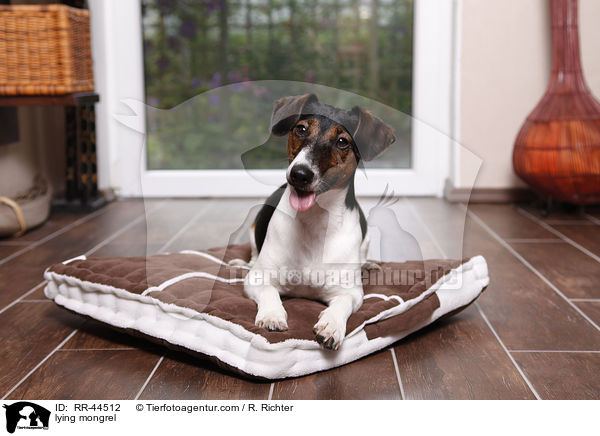 liegender Jack-Russell-Dackel-Mix / lying mongrel / RR-44512