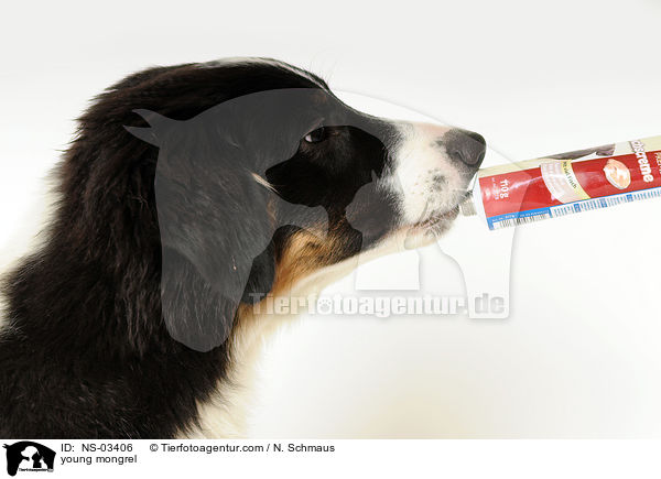 junger Berner-Sennen-Mix / young mongrel / NS-03406