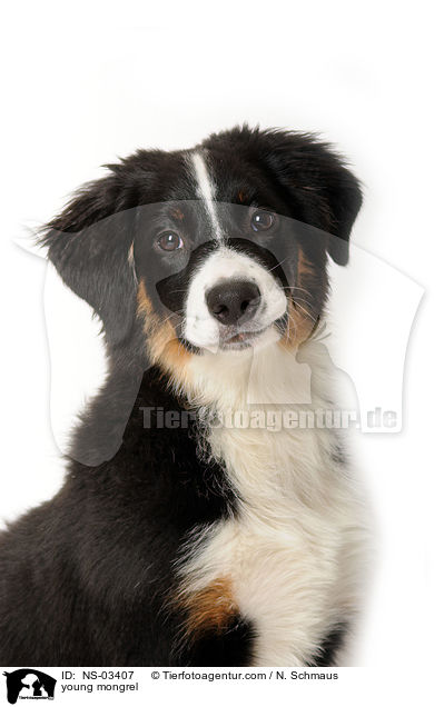 junger Berner-Sennen-Mix / young mongrel / NS-03407
