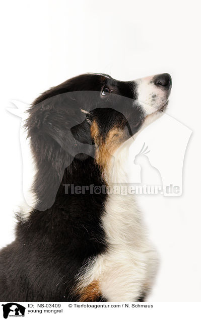 junger Berner-Sennen-Mix / young mongrel / NS-03409