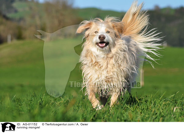 running mongrel / AG-01152