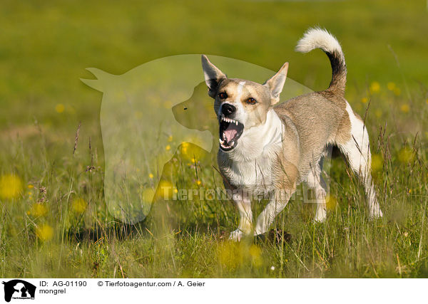 Jack-Russel-Mix schnappt nach Fliege / mongrel / AG-01190