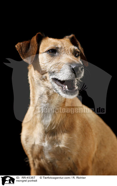 Mischling Portrait / mongrel portrait / RR-45367