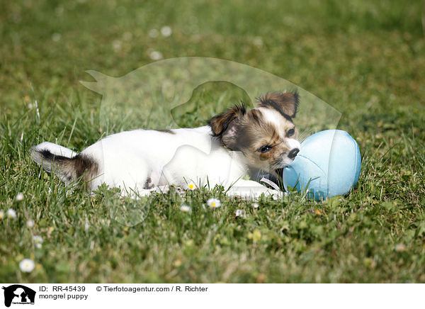 mongrel puppy / RR-45439