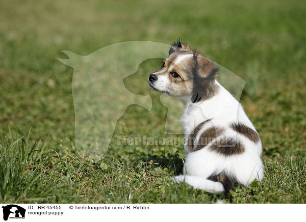 mongrel puppy / RR-45455