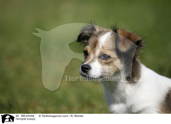 mongrel puppy / RR-45456