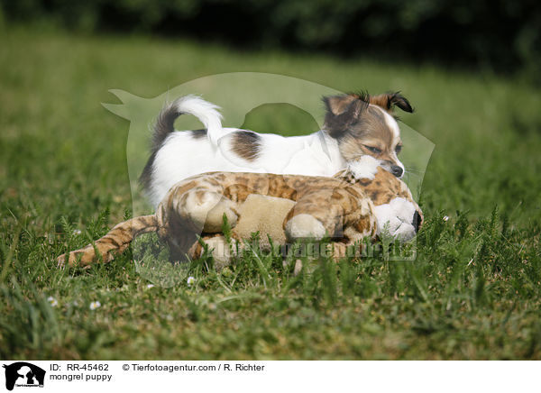 mongrel puppy / RR-45462