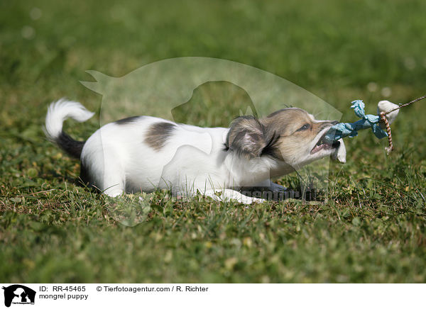 Chihuahua-Jack-Russell-Terrier-Mix Welpe / mongrel puppy / RR-45465