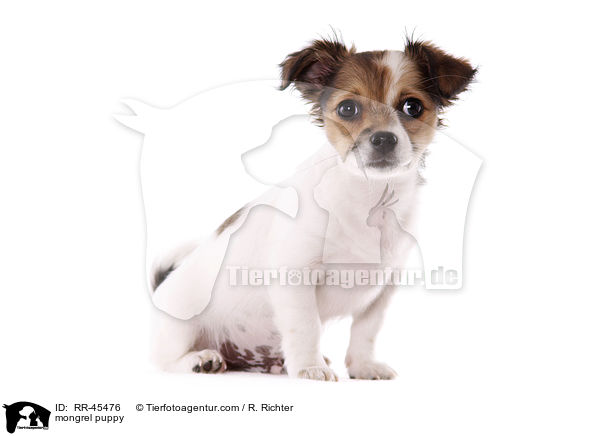 mongrel puppy / RR-45476