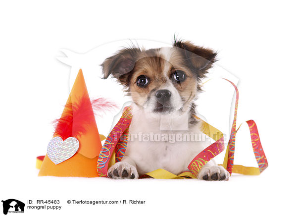 Chihuahua-Jack-Russell-Terrier-Mix Welpe / mongrel puppy / RR-45483