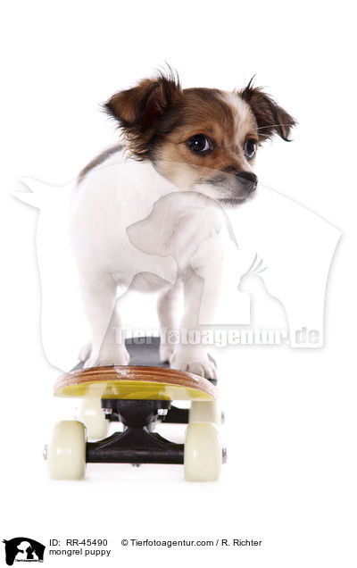 mongrel puppy / RR-45490