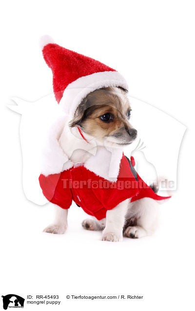 Chihuahua-Jack-Russell-Terrier-Mix Welpe / mongrel puppy / RR-45493