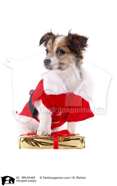 Chihuahua-Jack-Russell-Terrier-Mix Welpe / mongrel puppy / RR-45495