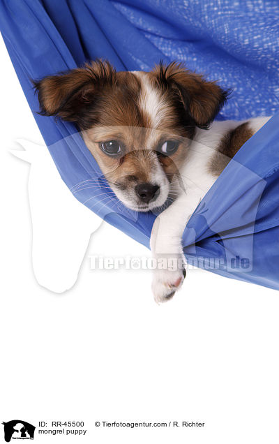 mongrel puppy / RR-45500