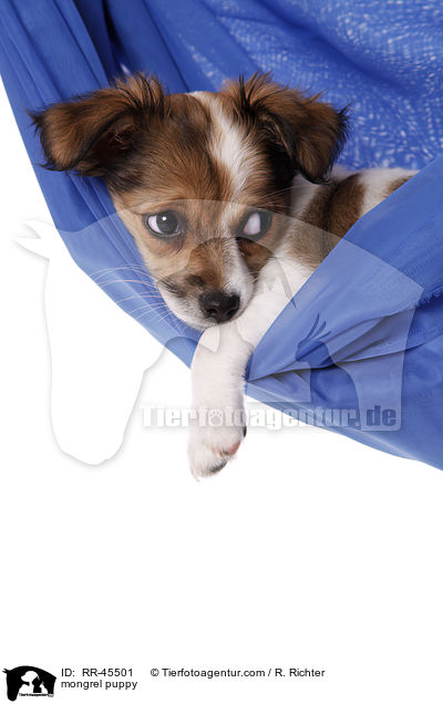 Chihuahua-Jack-Russell-Terrier-Mix Welpe / mongrel puppy / RR-45501