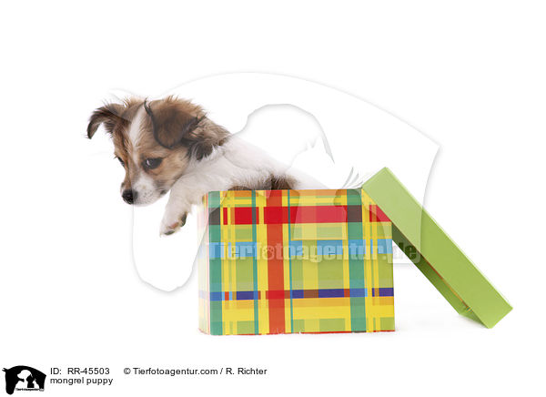 Chihuahua-Jack-Russell-Terrier-Mix Welpe / mongrel puppy / RR-45503