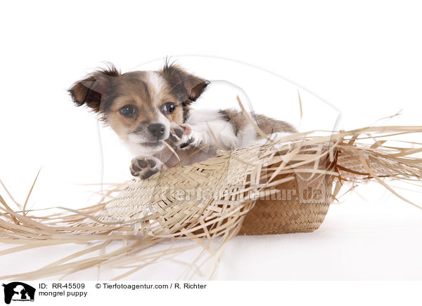 Chihuahua-Jack-Russell-Terrier-Mix Welpe / mongrel puppy / RR-45509