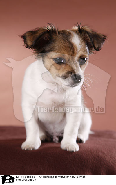 mongrel puppy / RR-45513