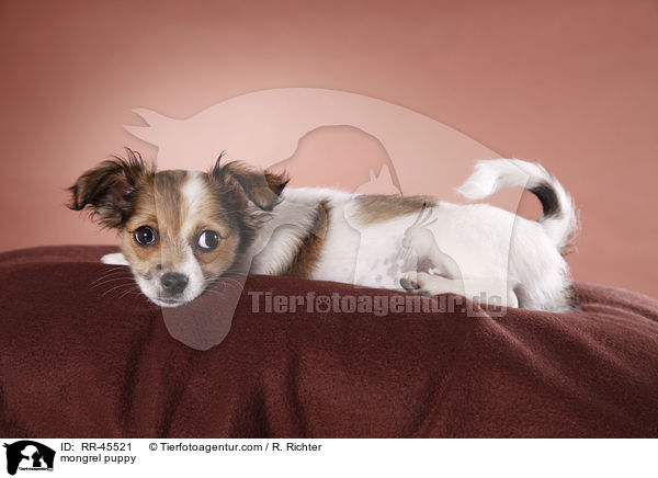 mongrel puppy / RR-45521