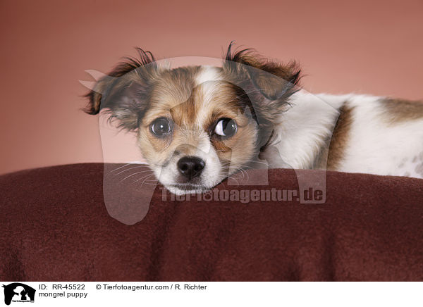 mongrel puppy / RR-45522