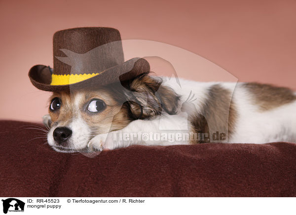 mongrel puppy / RR-45523