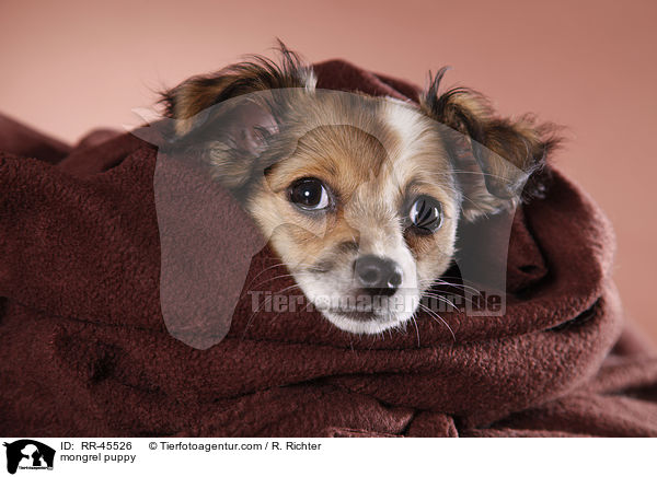 mongrel puppy / RR-45526