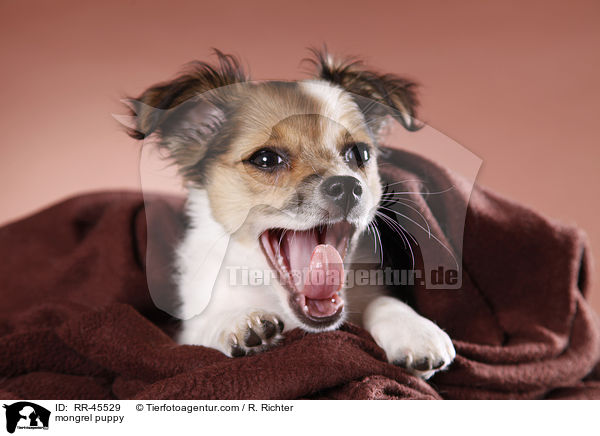 mongrel puppy / RR-45529