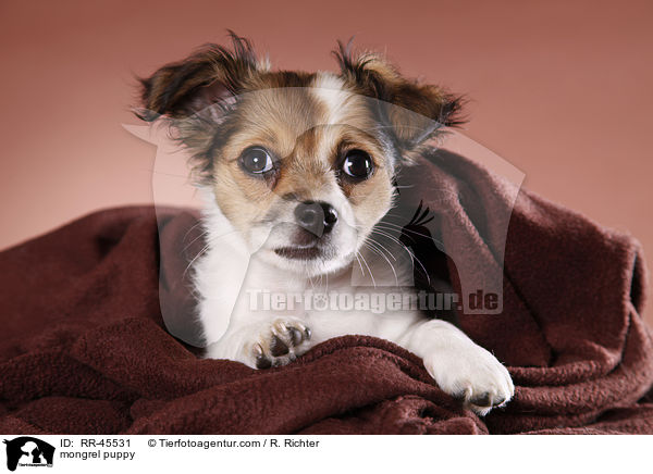 mongrel puppy / RR-45531