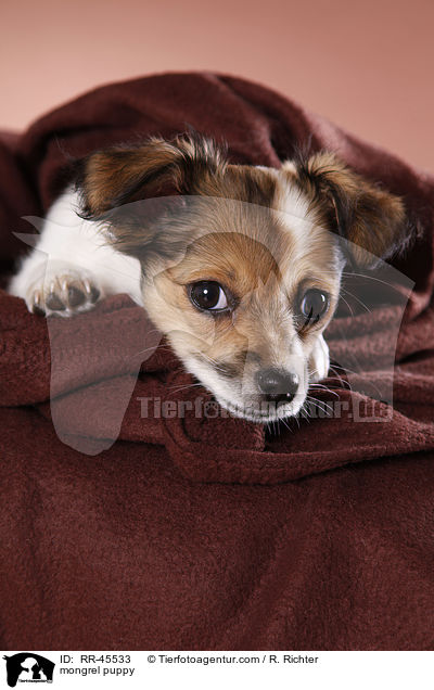 mongrel puppy / RR-45533