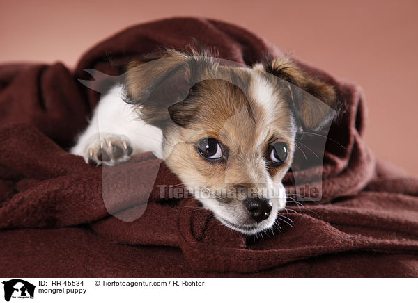 mongrel puppy / RR-45534