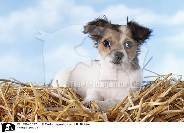 mongrel puppy / RR-45537