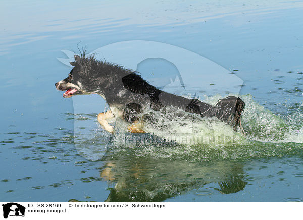 running mongrel / SS-28169