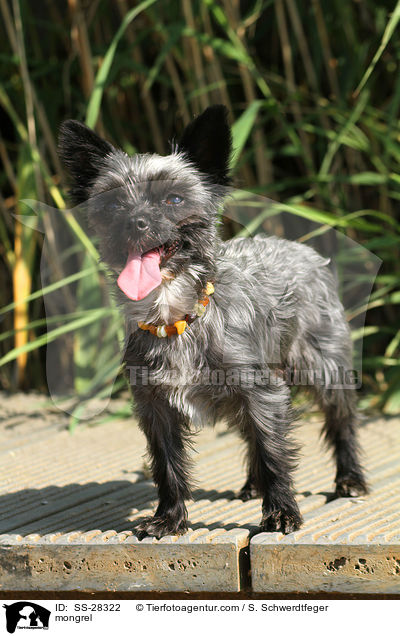 Yorkshire-Malteser-Mix / mongrel / SS-28322
