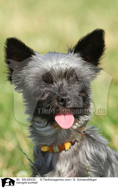 Yorkshire-Malteser-Mix Portrait / mongrel portrait / SS-28330