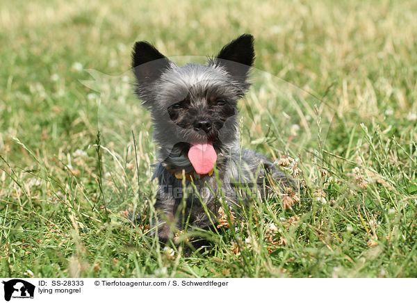 liegender Yorkshire-Malteser-Mix / lying mongrel / SS-28333
