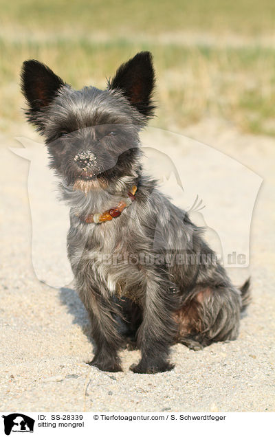 sitzender Yorkshire-Malteser-Mix / sitting mongrel / SS-28339