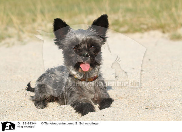 liegender Yorkshire-Malteser-Mix / lying mongrel / SS-28344