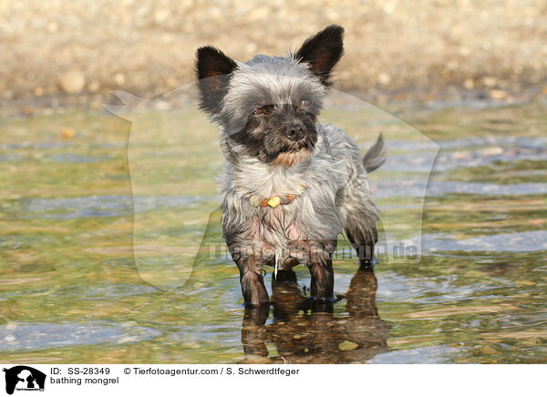 badender Yorkshire-Malteser-Mix / bathing mongrel / SS-28349